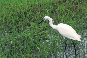 Great Egret