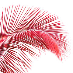 Obraz premium palme rouge de cocotier, fond blanc
