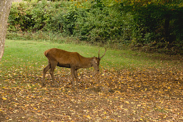Rothirsch im Wildpark