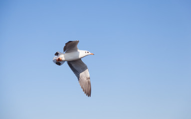 Seagull flying in the sky