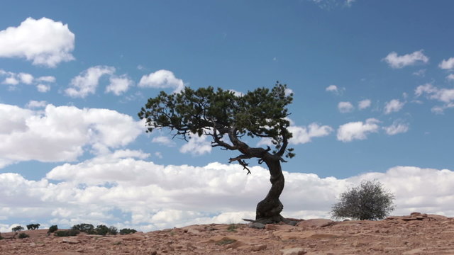 Dramatic lone cedar tree on sandstone cliff clouds fast motion HD 9911