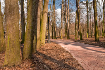 empty autumn park with paths for pedestrians
