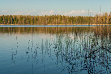 forest Lake