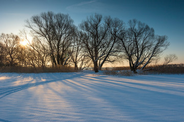 a group of bare trees in a field at sunset winter day