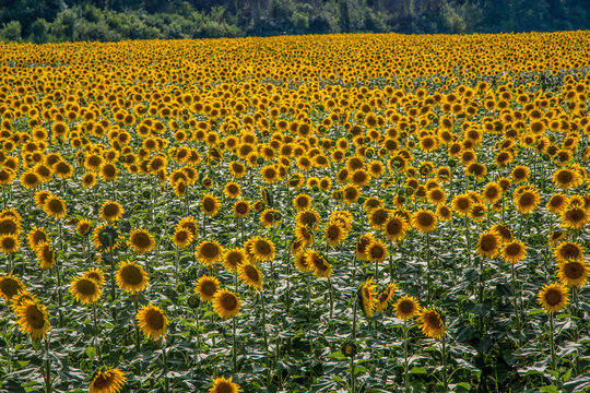 gigantische Sonnenblumenfelder
