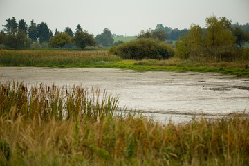 reeds at the pond, autumn scene