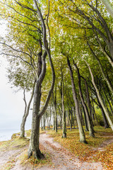 Fototapeta premium Küstenwald