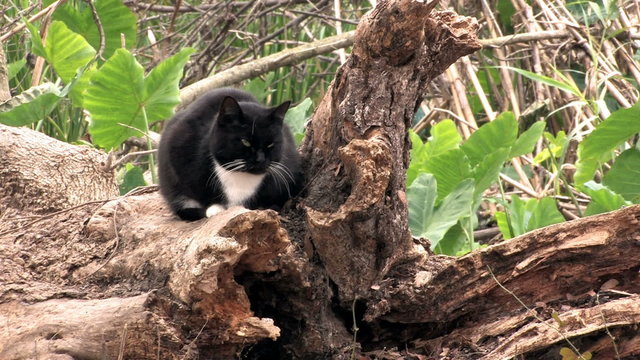 Cat black and white on tree stump HD