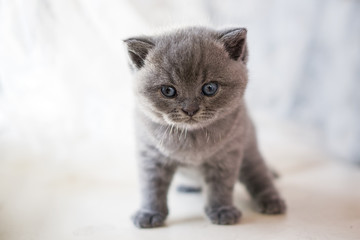 Fototapeta premium British Kitten, pet house, beautiful cat, Cheshire cat, cat view.