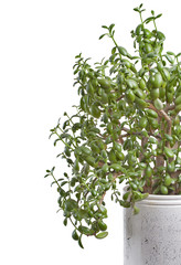 Crassula in indoor pot..