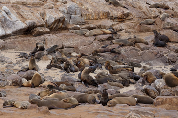 sea lions in Cape Cross, Namibia, wildlife