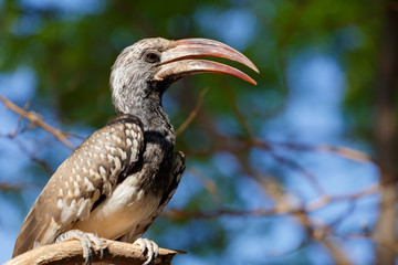 Yellow-billed Hornbill sitting on a branch and rest