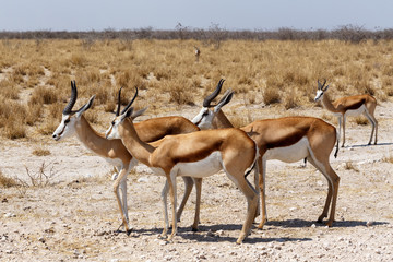 Naklejka na ściany i meble herd of springbok in Etosha