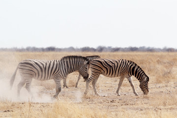 Fototapeta na wymiar Zebra on dusty white sand