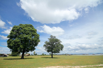 park outdoors nature background sun tree grass sky landcape