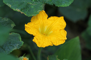 yellow flower green nature garden background bright bloom