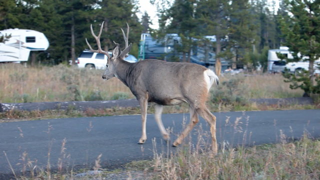 Buck deer in rv campground P HD 2727