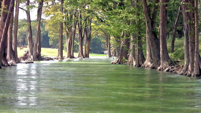 River Texas Cypress Trees and horse HD