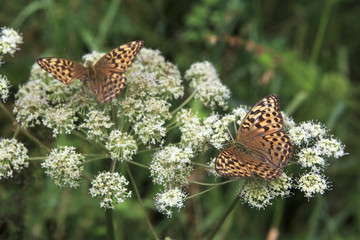 Dark Green Fritillary butterfly Argynnis aglaja