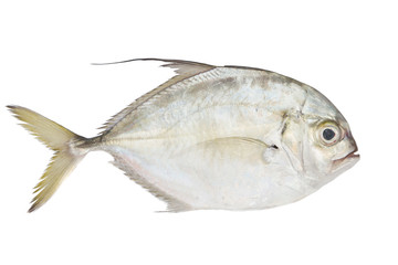 Pompano fish - 93883694
