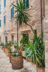 Plants and palms in old wooden barrels in narrow street in the Old Town in Dubrovnik, Croatia, mediterranean ambient