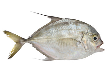 Pompano fish isolated on white background