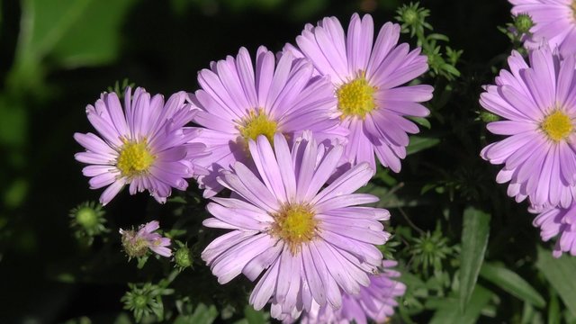 Aster in the nature 