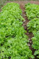Lettuce growing in the soil