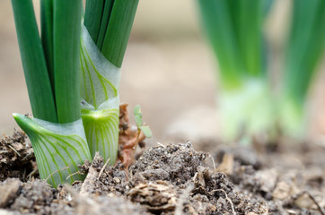 Onion in the ground