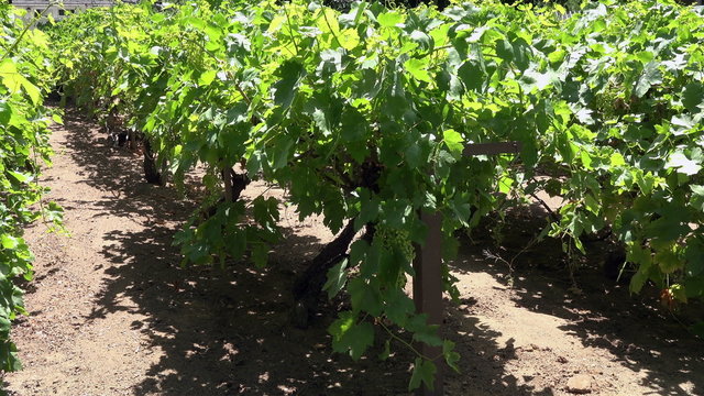 Grape vineyard growing fresh fruit 4K 142