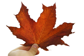 The red maple leaf in his hand.