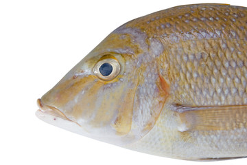Fish isolated on white background