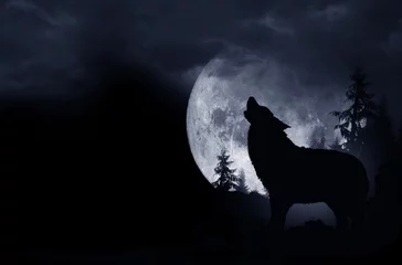 Zelfklevend Fotobehang Huilende Wolf Achtergrond © Tomasz Zajda