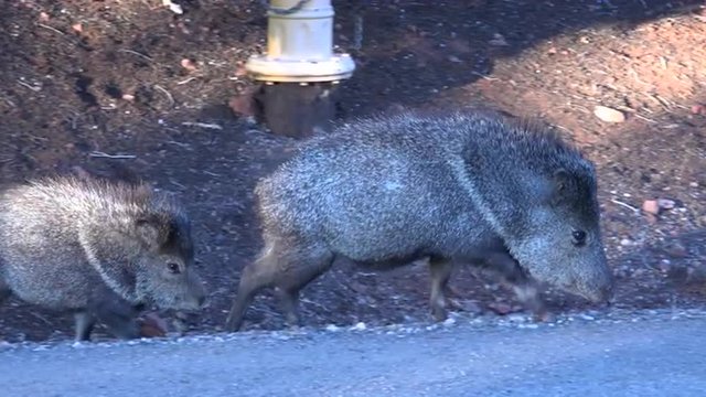 Sedona Arizona Peccary Javelina pig in road 4K 025
