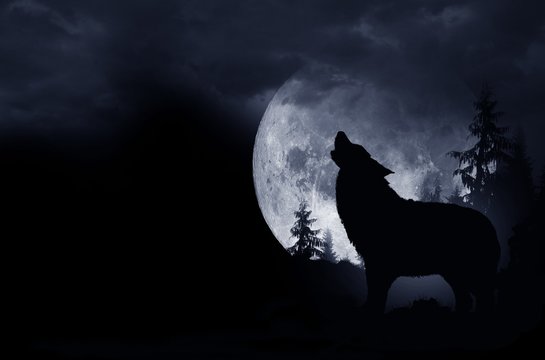 Howling Wolf Background © Tomasz Zajda