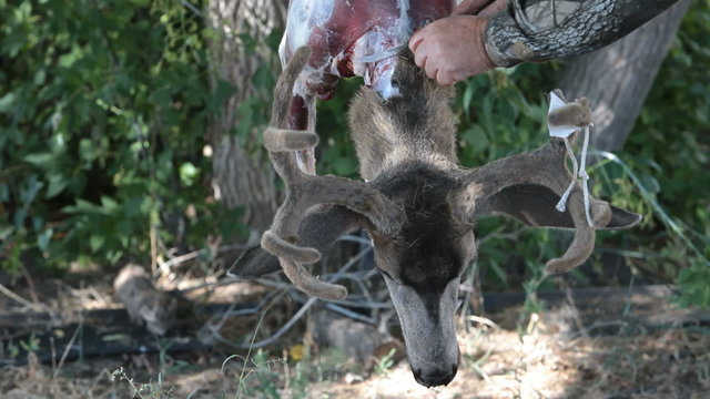 Skinning deer P HD 2164