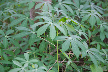 Cassava tree