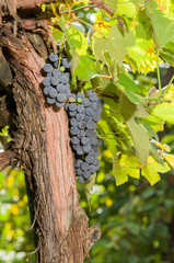 Vineyards at sunset in autumn harvest.