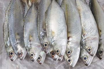Fish in the Market