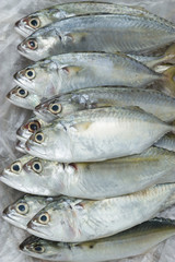 Fish in the Market