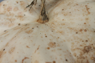 White pumpkin