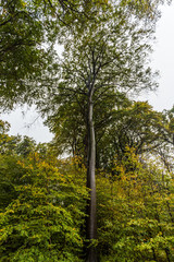 Fototapeta premium Küstenwald