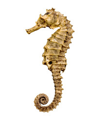 dried seahorse isolated on white - obrazy, fototapety, plakaty