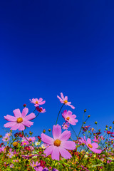 Obraz na płótnie Canvas ピンク色と赤色のコスモスの花