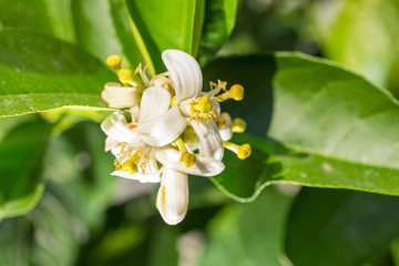 Obraz na płótnie Canvas Lemon-tree flower.