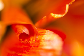 Petals of the tulip. Blurred background.

