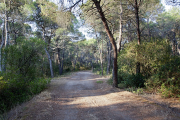 Fototapeta premium Trail