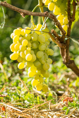 Cluster of white table grape on vine