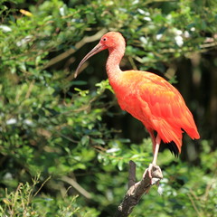 ibis rouge perché