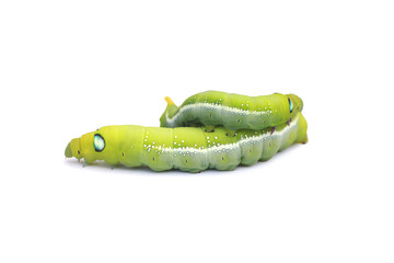 Stock Photo:.Green Caterpillar on white background.